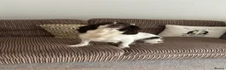 English Springer Spaniel dogs for sale: English Springer Spaniel in Selby - Advert 2