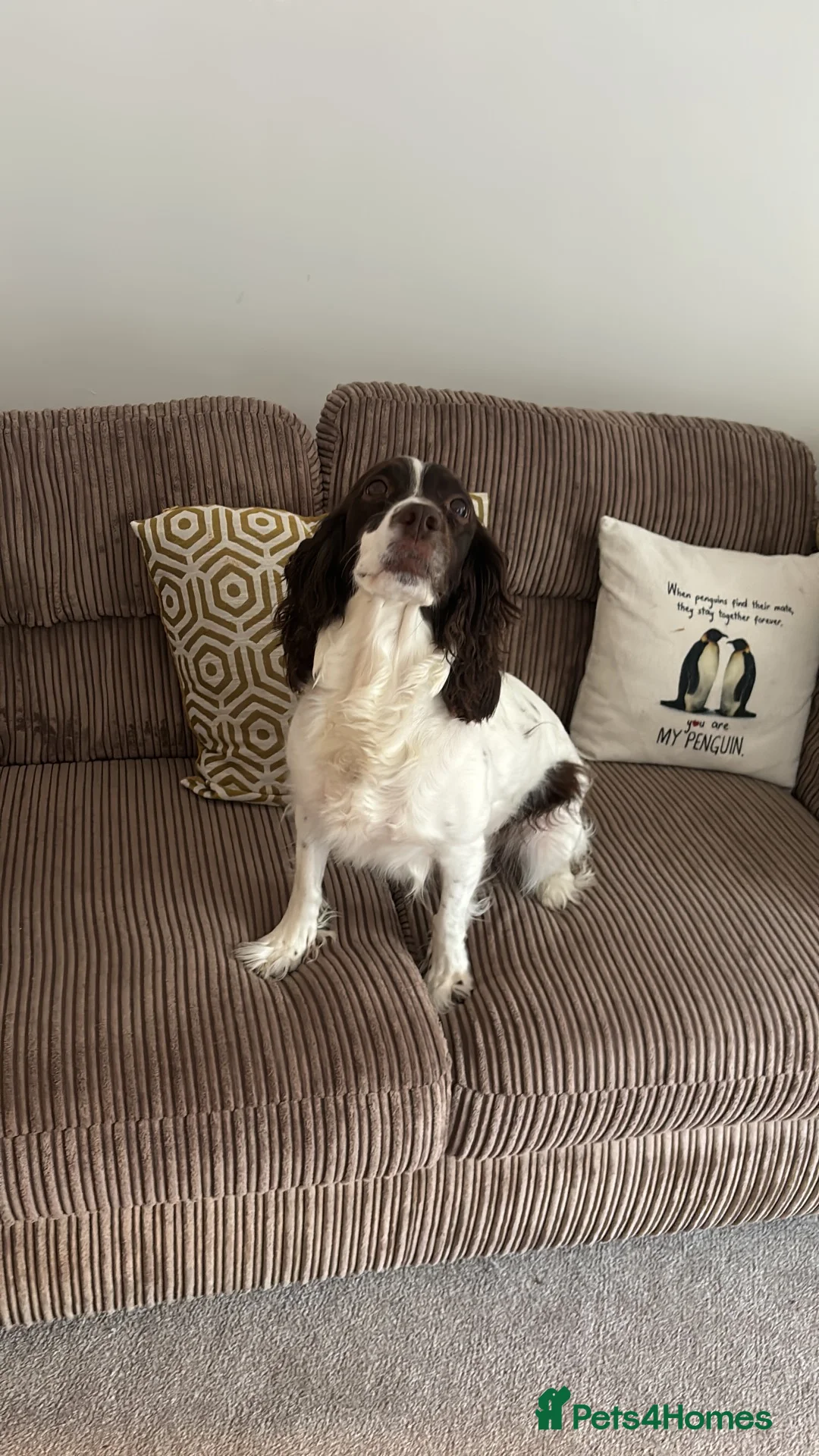 English Springer Spaniel dogs for sale: English Springer Spaniel in Selby - Advert 2