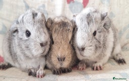 Guinea Pig rodents for sale: BABY GUINEA PIGS AVAILABLE HEREFORDSHIRE  - Image 7