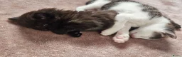 Mixed Breed cats for sale: 4 Gorgeous Kittens in Runcorn - Advert 11