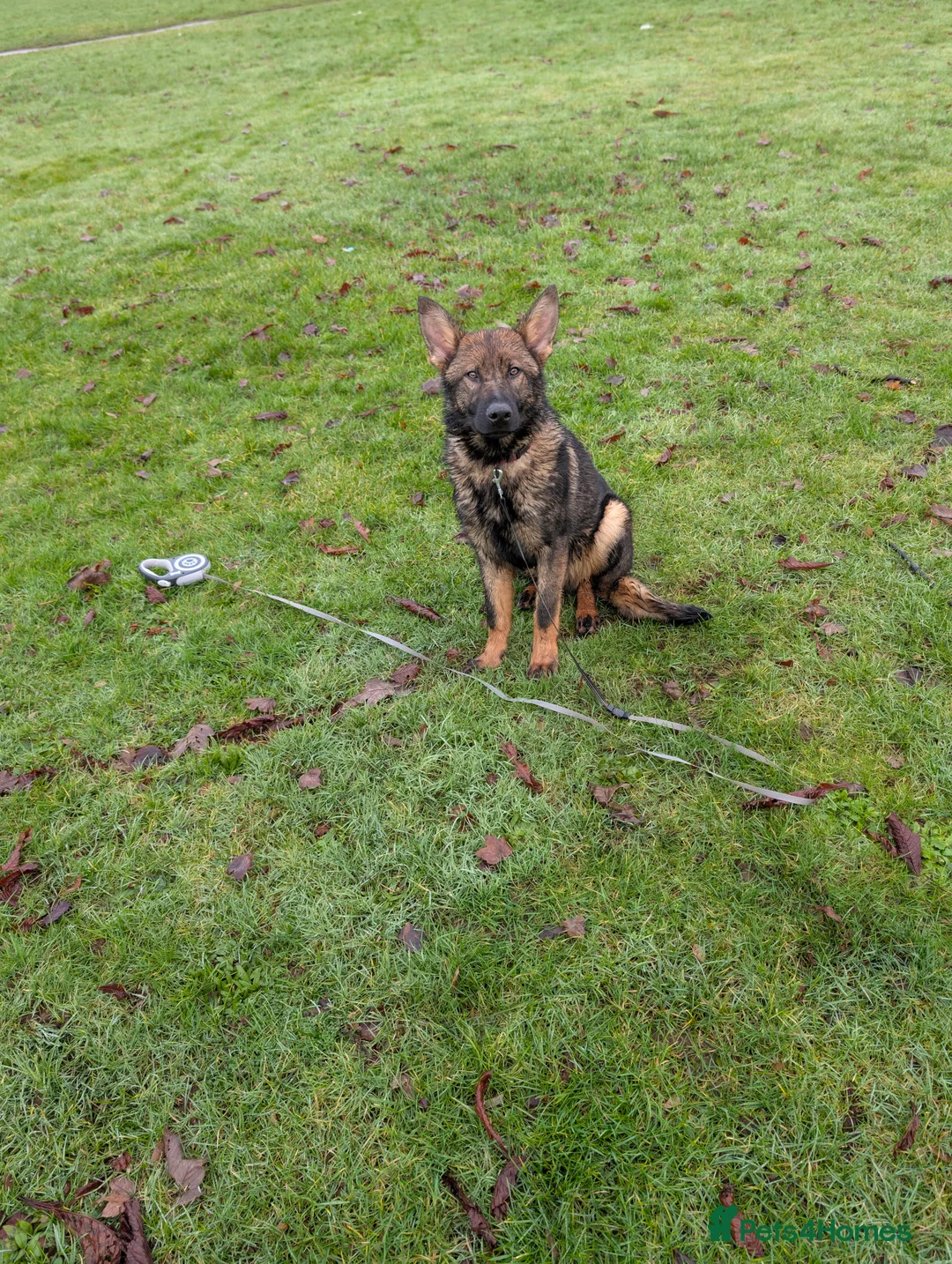 German Shepherd dogs for sale: German shepherd  - Advert 5