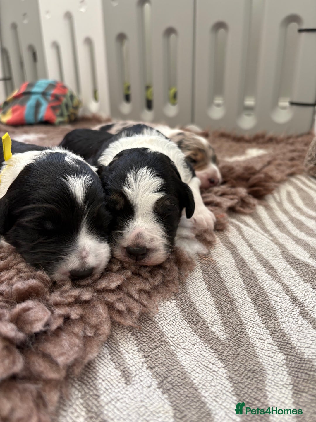 Bordoodle dogs for sale: Bordoodle Pups - Image 28