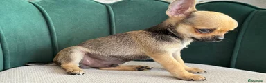 Chihuahua (Tiger)