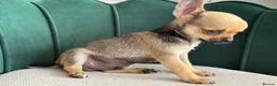 Chihuahua dogs for sale: Adorable Chihuahua Puppies - Advert 5