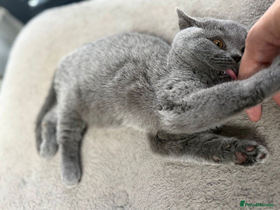 British Shorthair cats for sale: British Shorthair Girl - Image 2