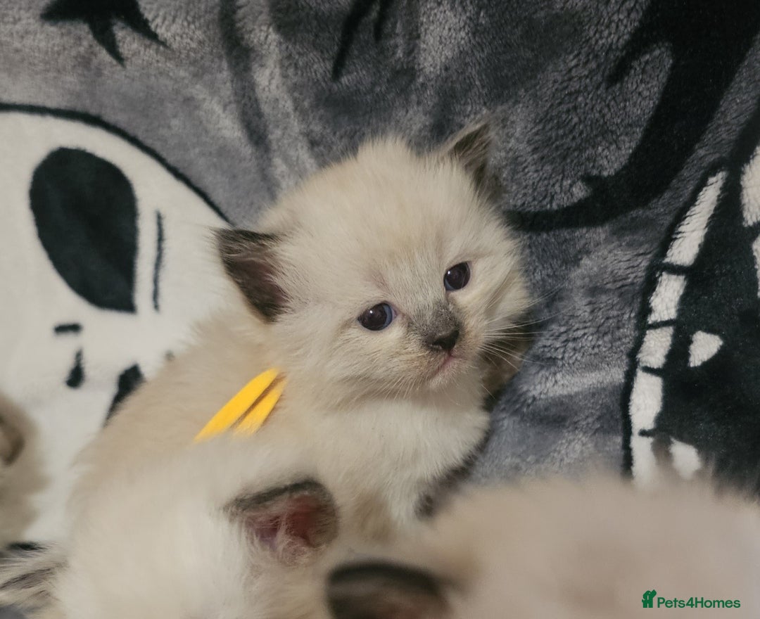 Ragdoll cats for sale: 5 Beautiful Ragdoll kittens for sale 💞 - Advert 3