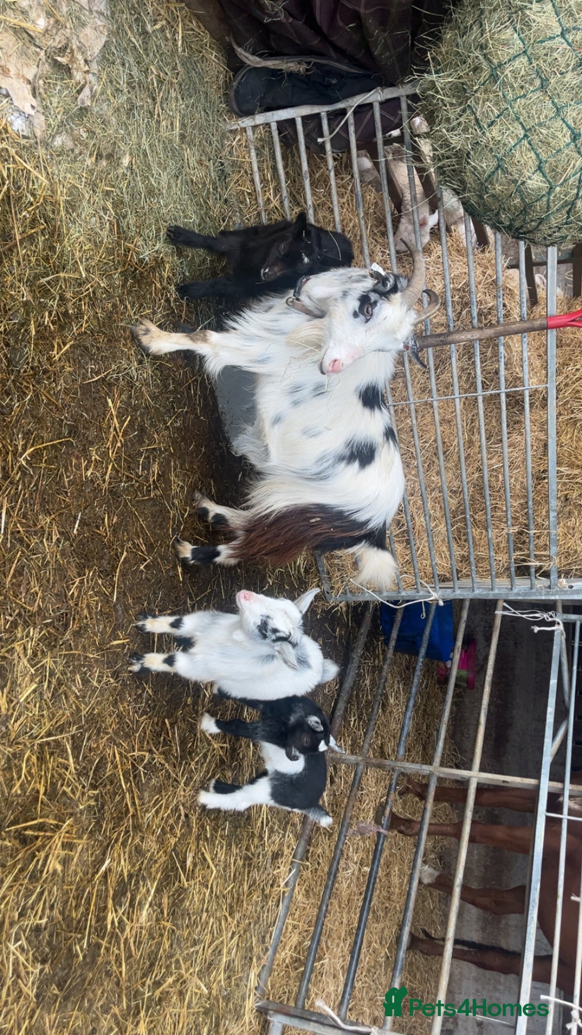 Goats livestock Two girls ready to leave soon  - Advert 2