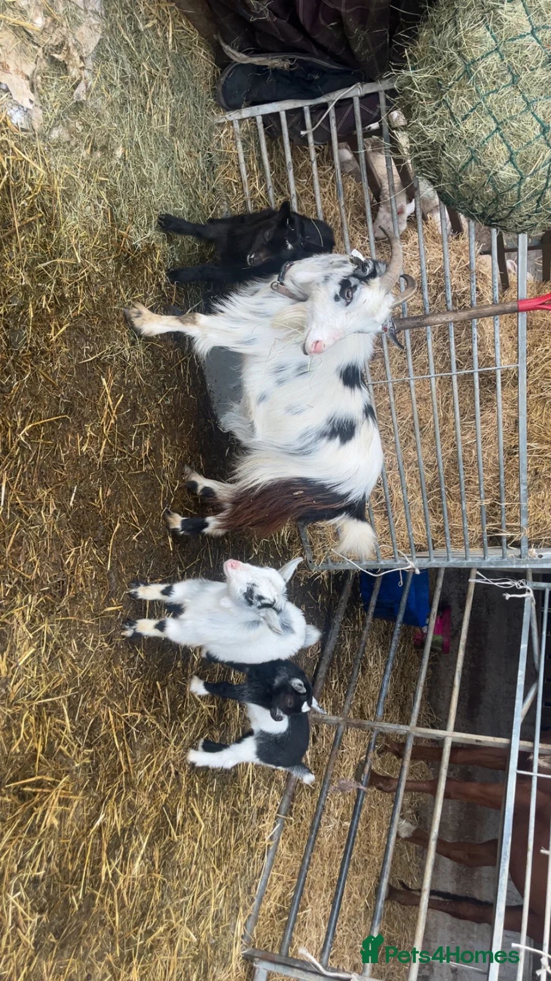 Goats livestock for sale: Two girls ready to leave soon  in Builth Wells - Advert 1