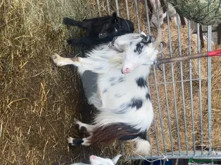 Goats livestock Two girls ready to leave soon - Advert 2