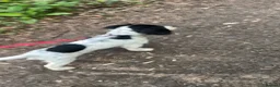 Cocker Spaniel dogs for sale: Puppy cocker spaniel  in Bromley - Advert 3