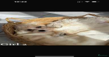 Maltipoo dogs - Advert 12