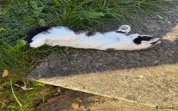 Mixed Breed cats for sale: Black and white kittens  - Image 4