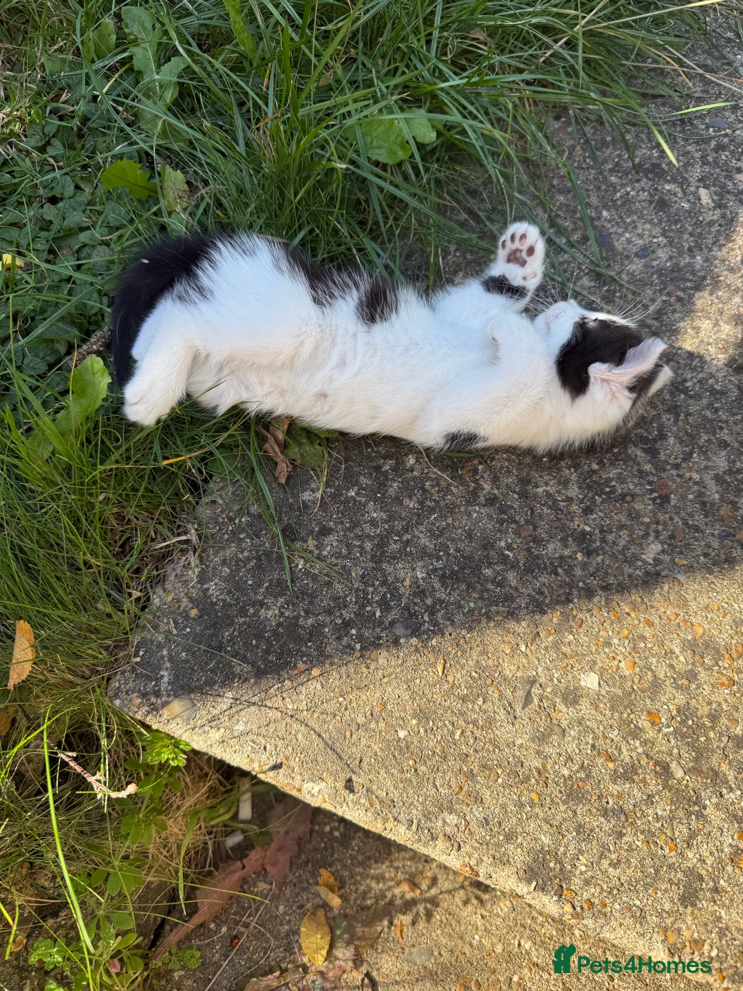 Mixed Breed cats for sale: Black and white kittens  - Image 4