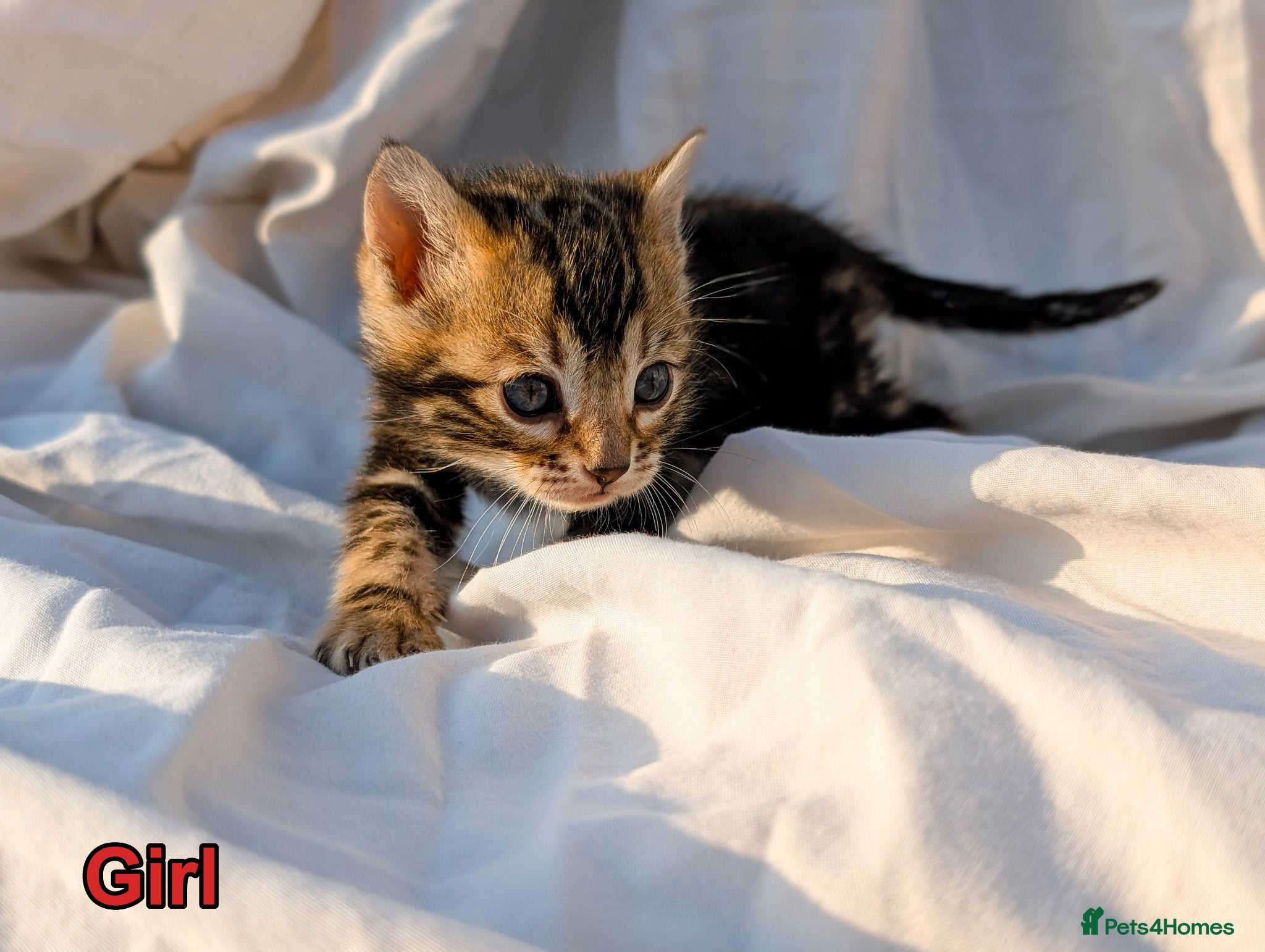 Bengal cats Gorgeous Bengal TICA health tested glitter kittens - Advert 1