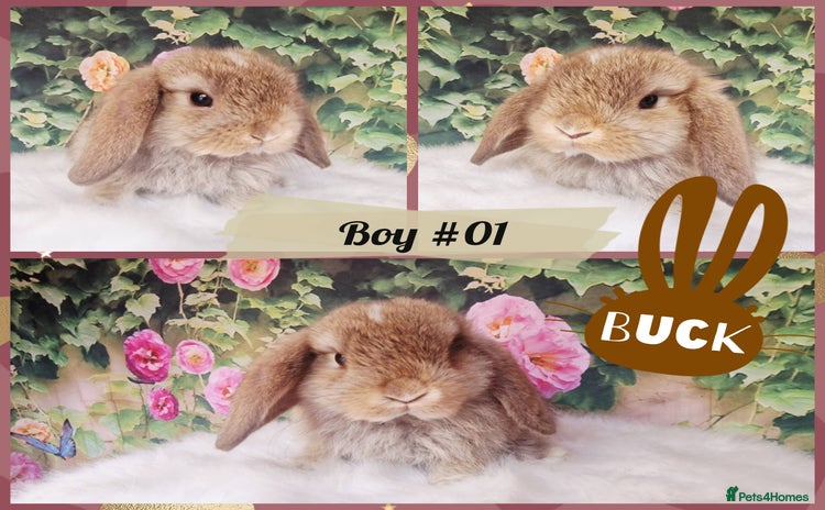 Mini Lop rabbits - Advert 6