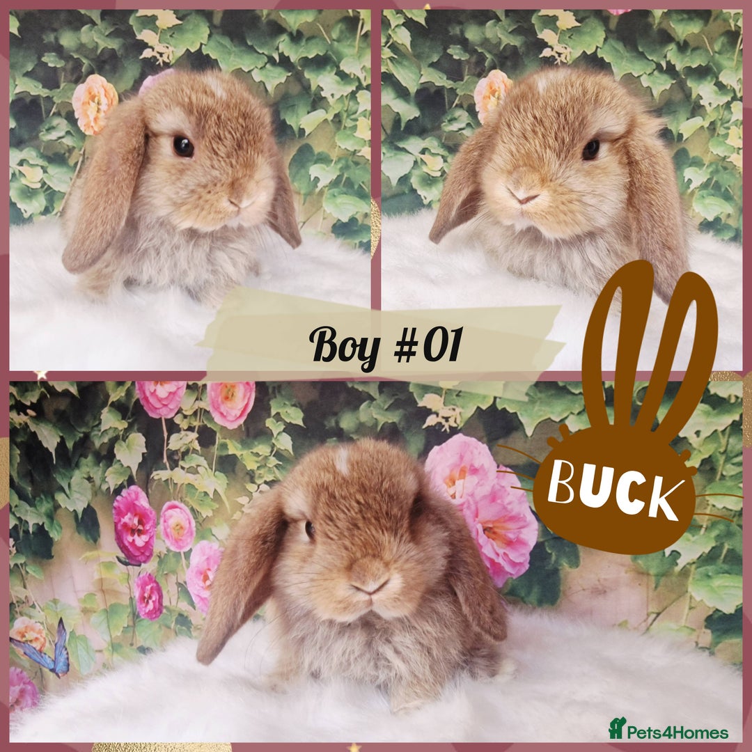 Mini Lop rabbits for sale: Pure Mini Lops ready now - Image 1
