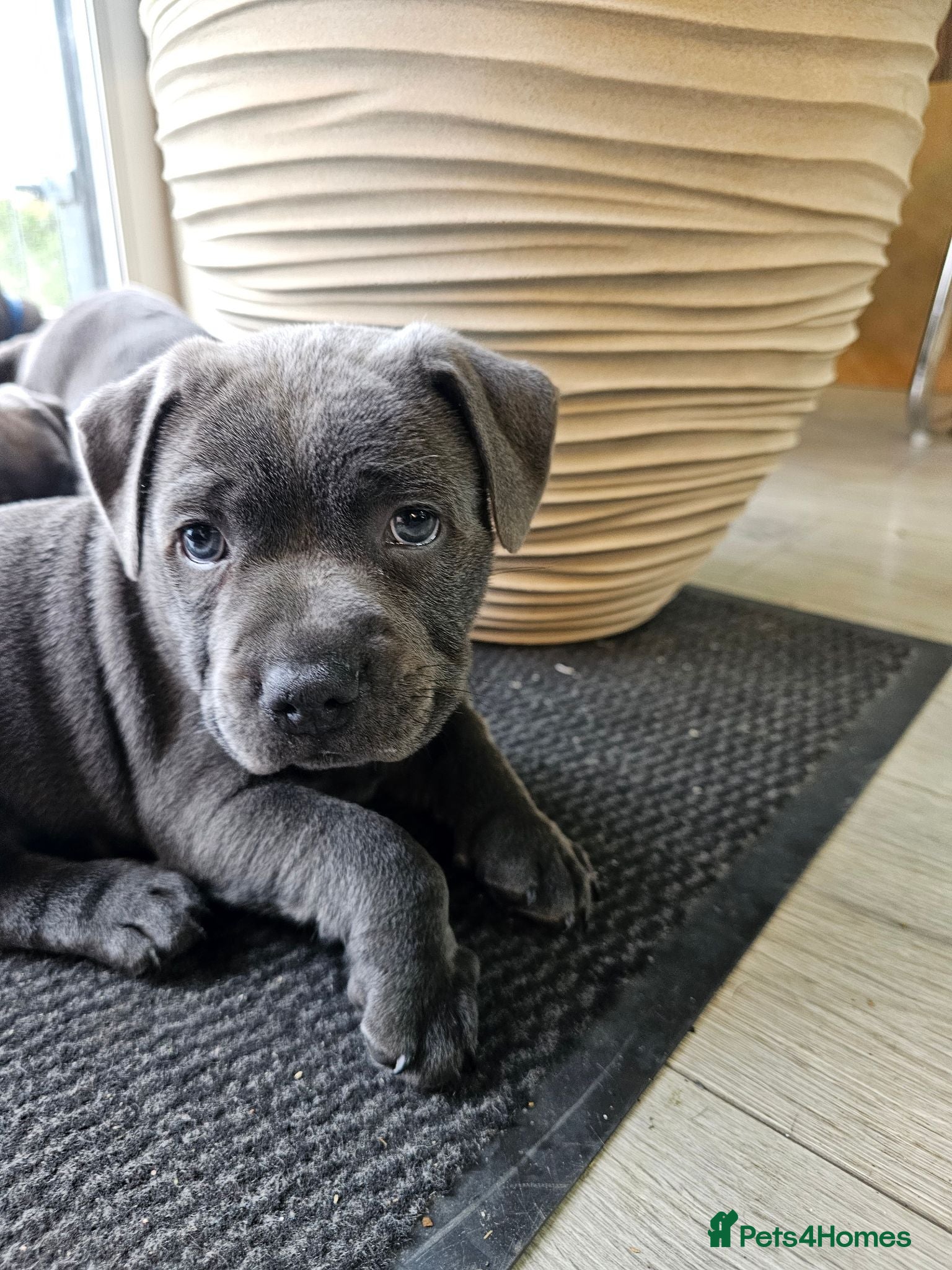 Staffordshire Bull Terrier dogs Beautiful Girl - KC - Blue Staffordire Bull Pup - Advert 2