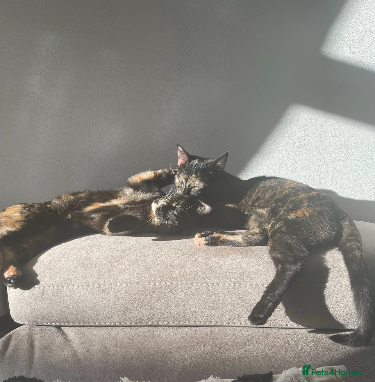 Mixed Breed cats Tortoise shell female cats  - Advert 2