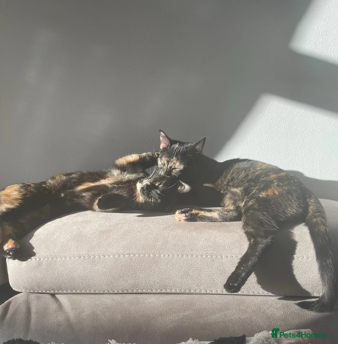 Mixed Breed cats for sale: 2 Tortoise shell female cats  - Advert 1