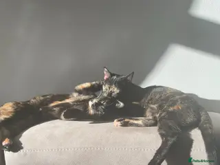 Mixed Breed cats Tortoise shell female cats - Advert 1
