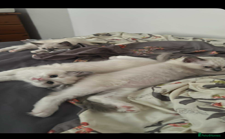 Ragdoll cats - Advert 14