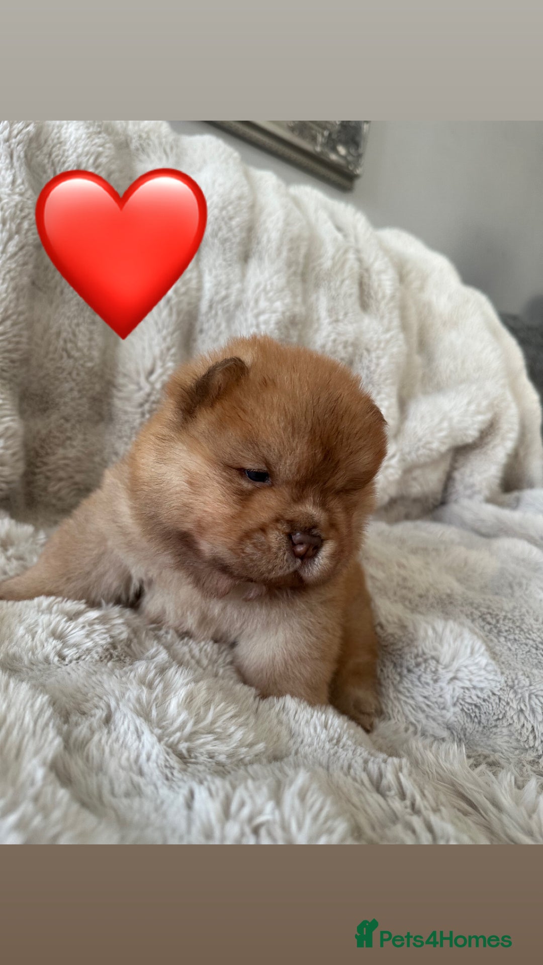 Chow Chow dogs for sale: Chow chow babies  - Advert 2