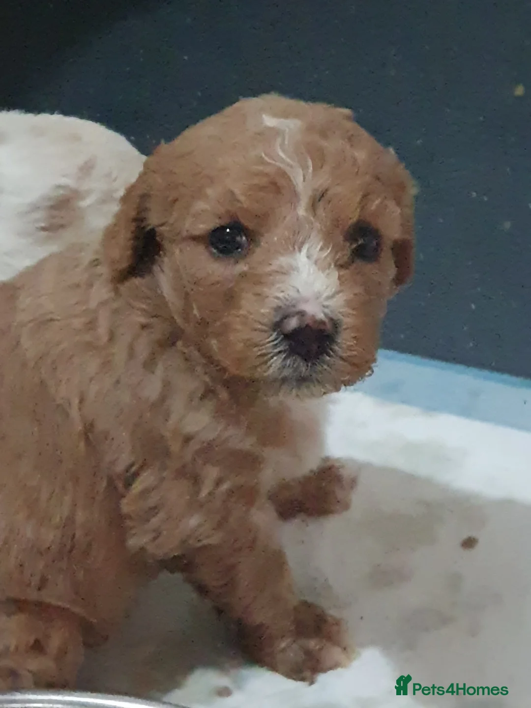 Mixed Breed dogs for sale: Beautiful little of cavapoochon puppies - Advert 19