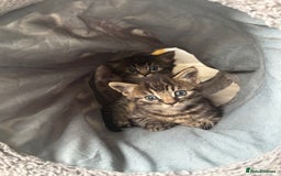 Mixed Breed cats for sale: Adorable kittens for sale  - Image 1