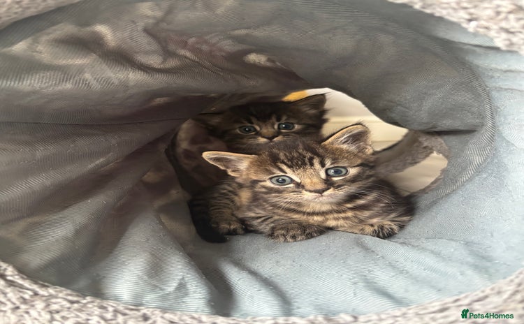 Mixed Breed cats - Advert 1