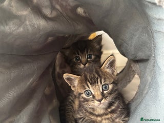 Mixed Breed cats - Advert 27