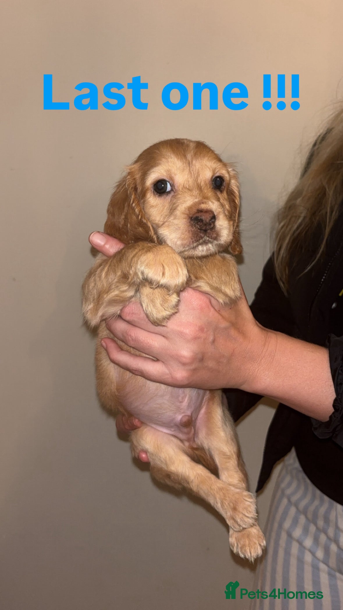 Cocker Spaniel dogs 🌈Beautiful rainbow litter of cocker spaniels🌈 - Advert 1