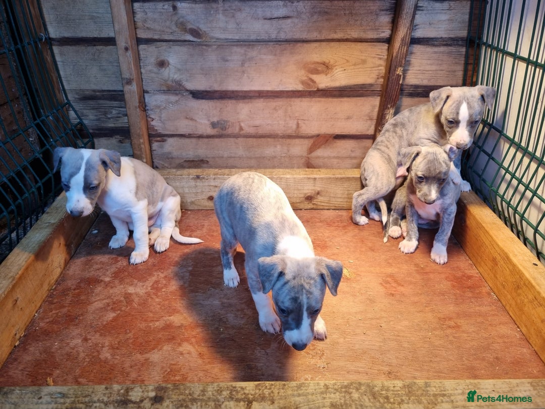 Whippet dogs for sale: Kc whippets - Image 4