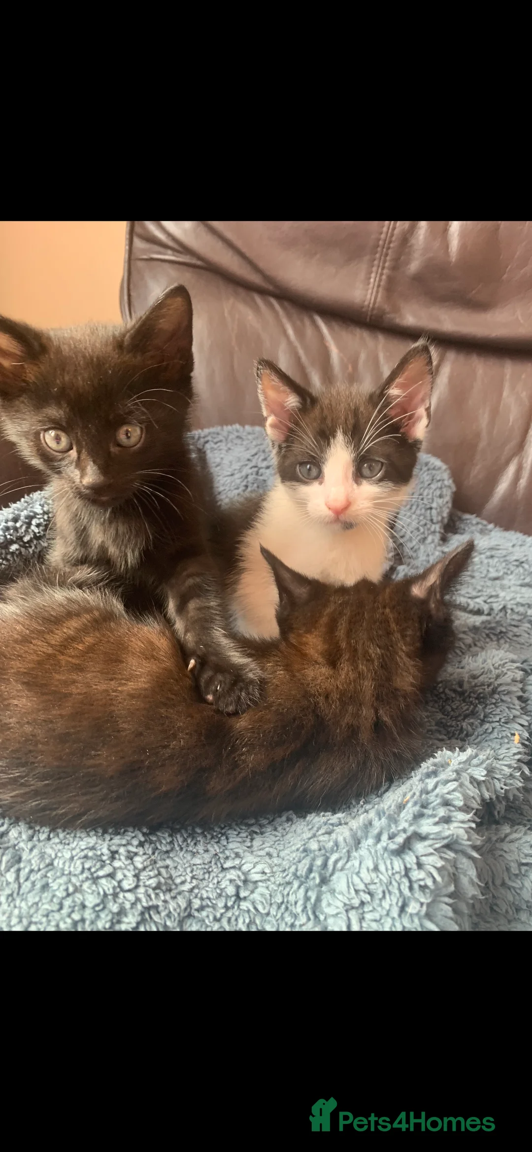 Mixed Breed cats for sale: kittens available immediately  in Cannock - Advert 2