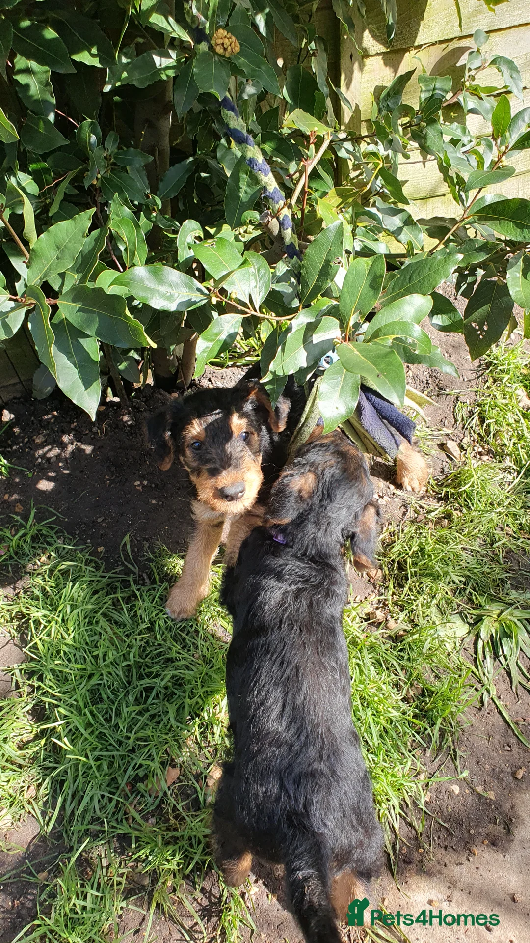 Airedale Terrier dogs for sale: Airedale puppies from health tested parents  - Advert 2