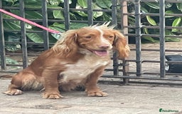 Cocker Spaniel dogs for sale: Cocker spaniel boy  - Image 4
