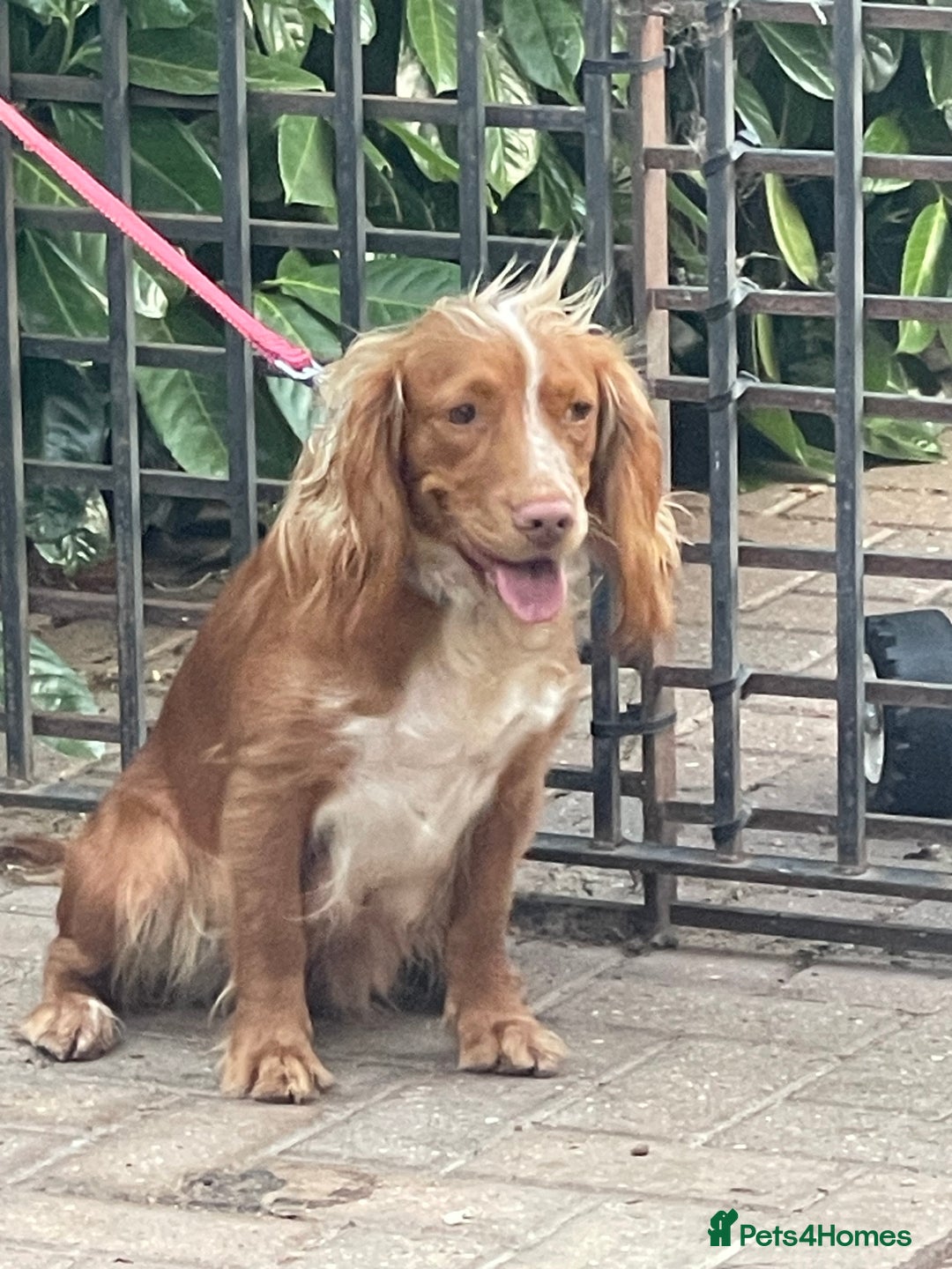 Cocker Spaniel dogs for sale: Cocker spaniel boy  - Image 4
