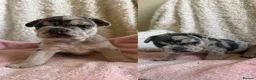 French Bulldog dogs for sale: Confident and Cute French Bulldog Puppies   - Advert 23