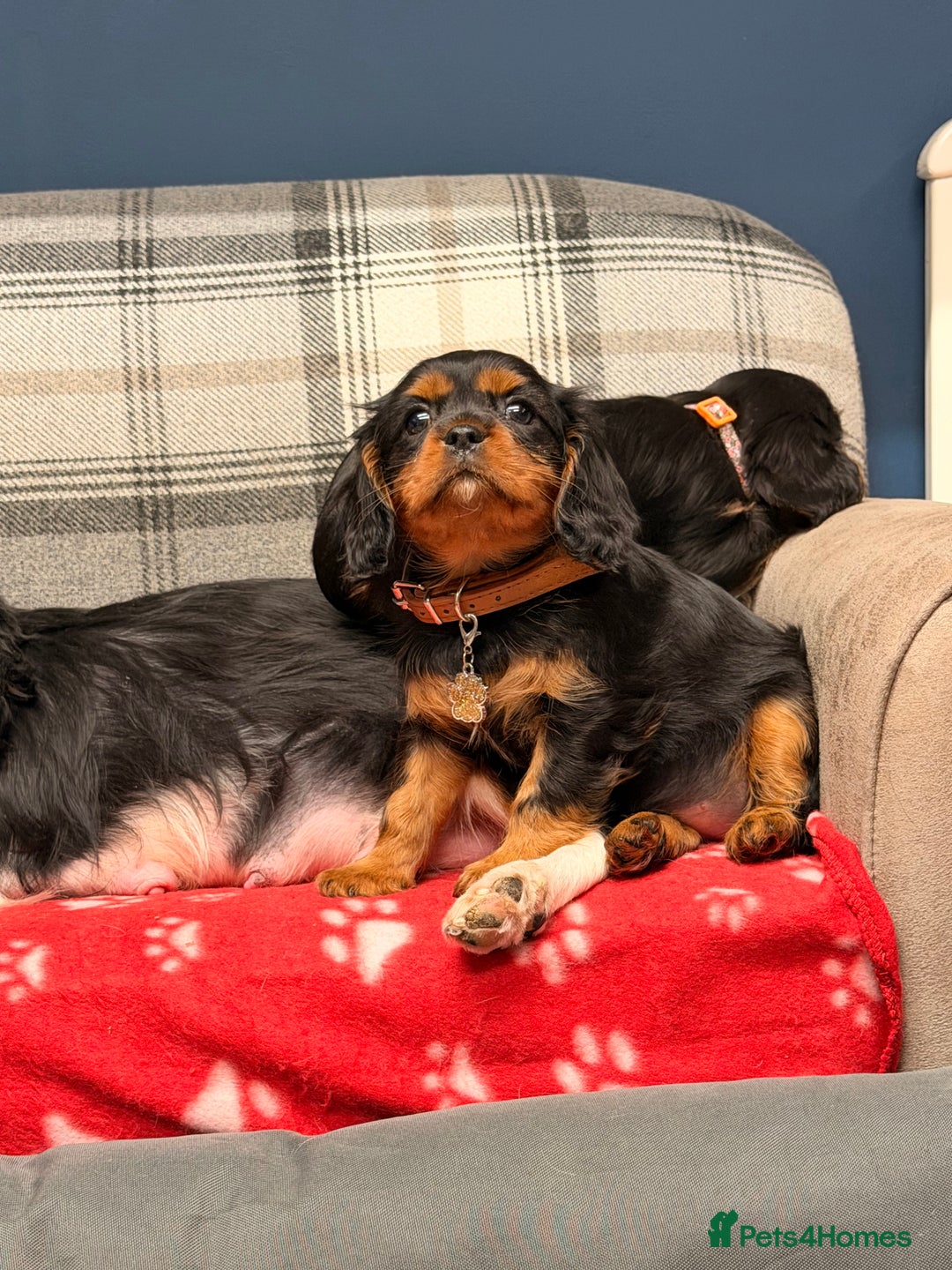 Cavalier King Charles Spaniel dogs for sale: 🐶 Beautiful Cavalier King Charles  Puppies 🐶 - Advert 11