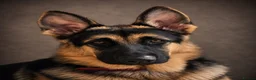 German Shepherd dogs for sale: German shepherd puppies  - Advert 4