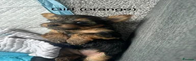 Yorkshire Terrier 2