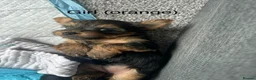 Yorkshire Terrier dogs for sale: adorable mini Yorkshire terrier puppies for sale in Bolton - Advert 11