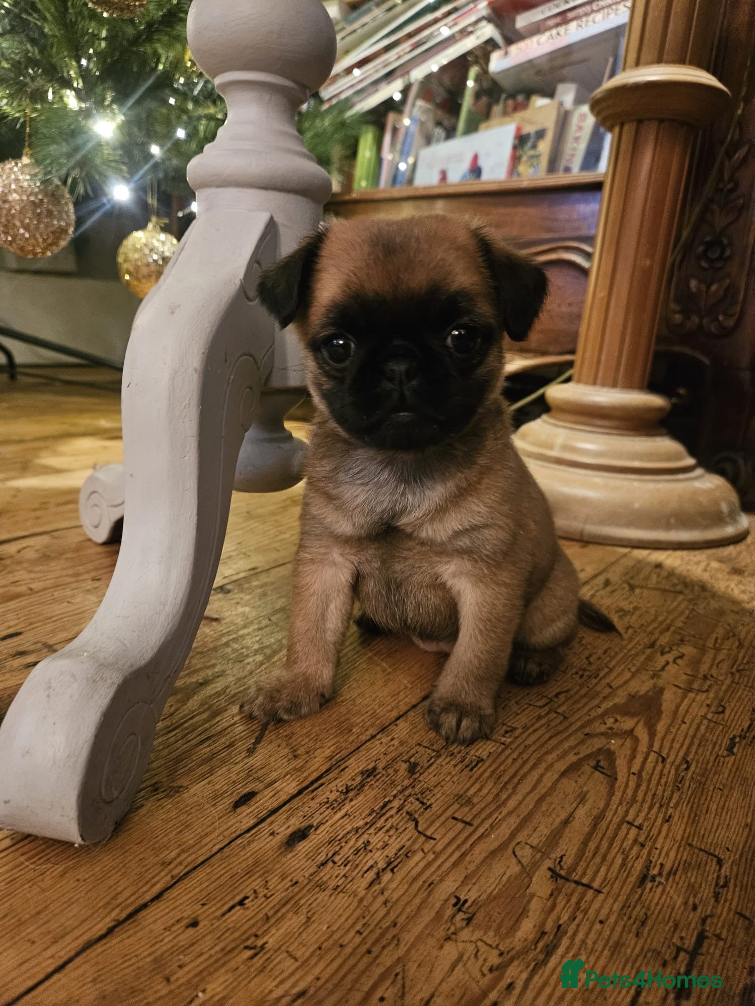 Mixed Breed dogs Puffin Puppies - Advert 4