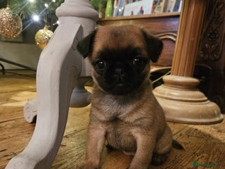 Mixed Breed dogs Puffin Puppies - Advert 1