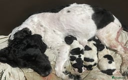 Sproodle dogs for sale: Stunning little sproodle / springer / poodle - Advert 1