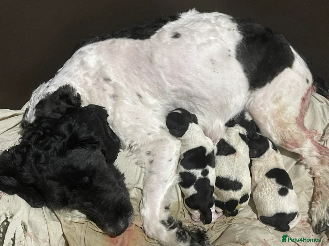 Sproodle dogs for sale: Stunning sproodle / springer / poodle / cockerpoo - Advert 11