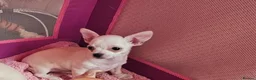 Chihuahua dogs for sale: Chihuahuas for SALE! - Advert 8