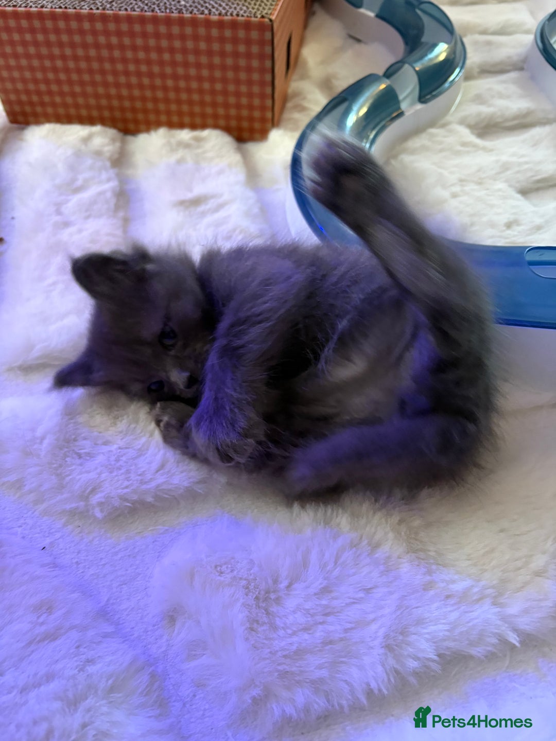 Ragcoon cats for sale: Last Female Ragcoon kitten - ready to leave - Advert 5