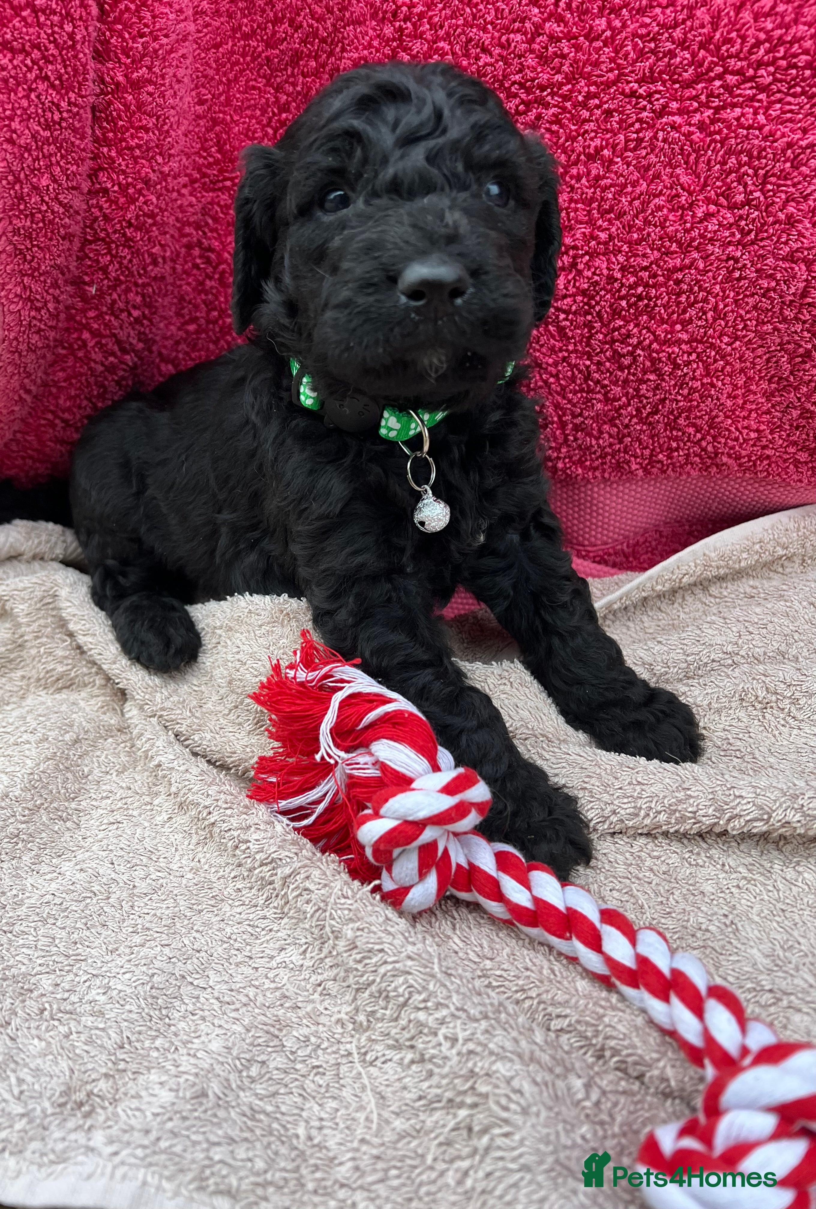 Goldendoodle dogs Goldendoodle puppies - Advert 1