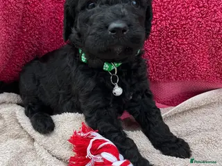 Goldendoodle dogs Goldendoodle puppies - Advert 2