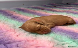 Labrador Retriever dogs for sale: KC Registered Fox red Labradors - Image 10